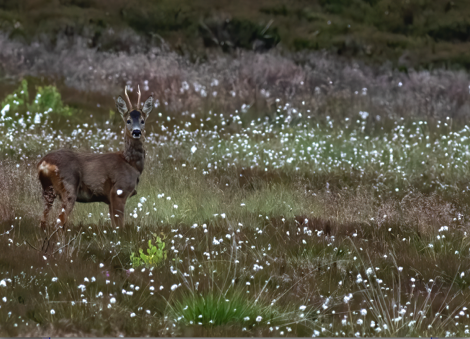Roe deer at Langholm
